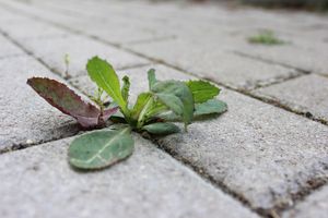 Weed Control